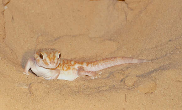 Image of Common Giant Ground Gecko