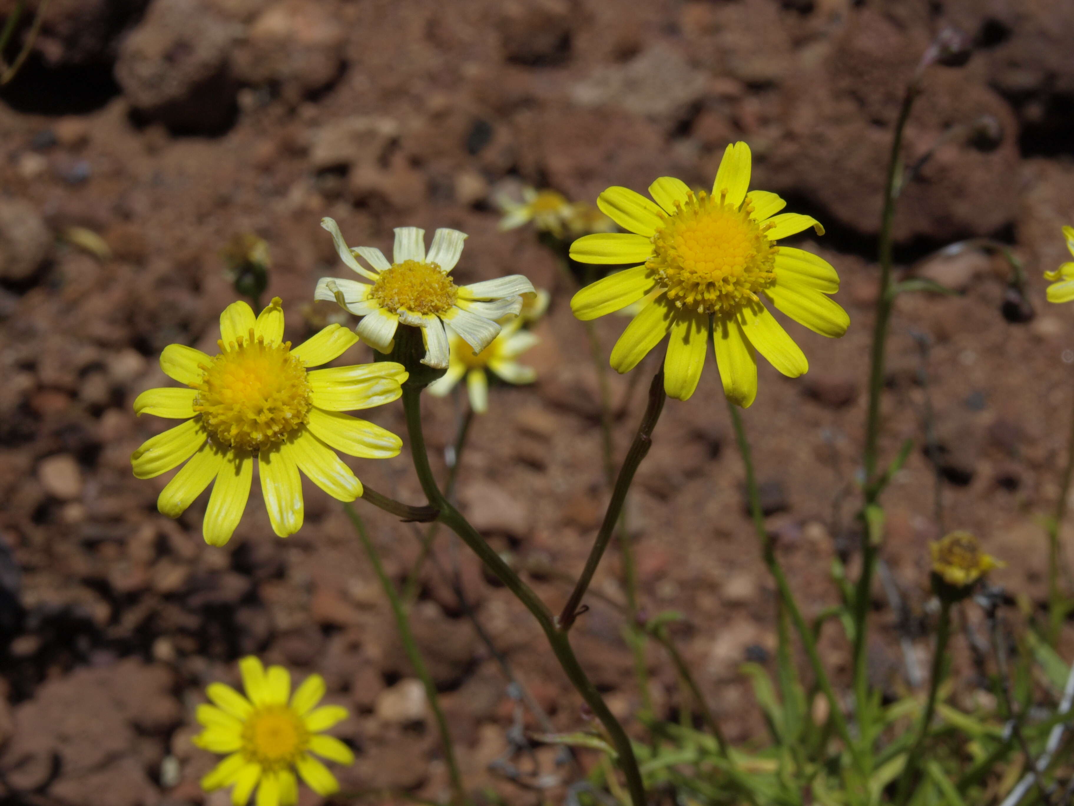 Image of Madagascar ragwort