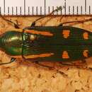 Image of Buprestis catoxantha Gory 1840