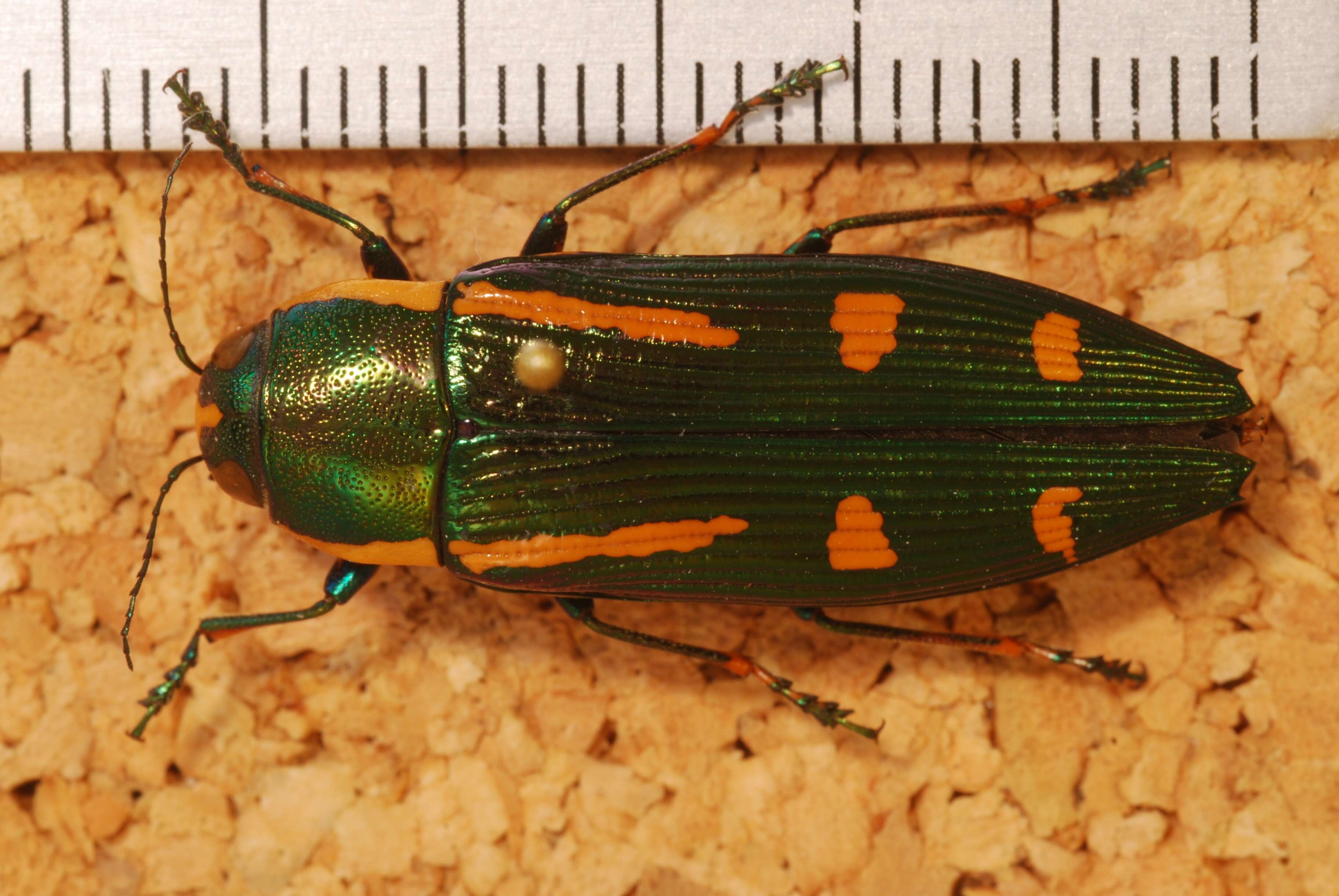 Image of Buprestis catoxantha Gory 1840