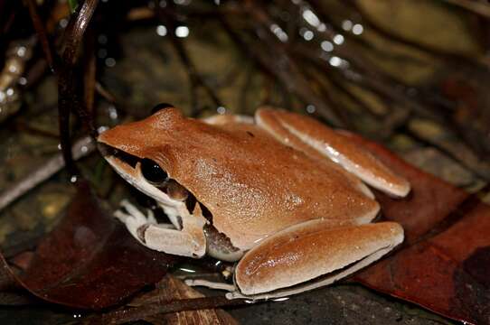 Image of Black-striped Treefrog