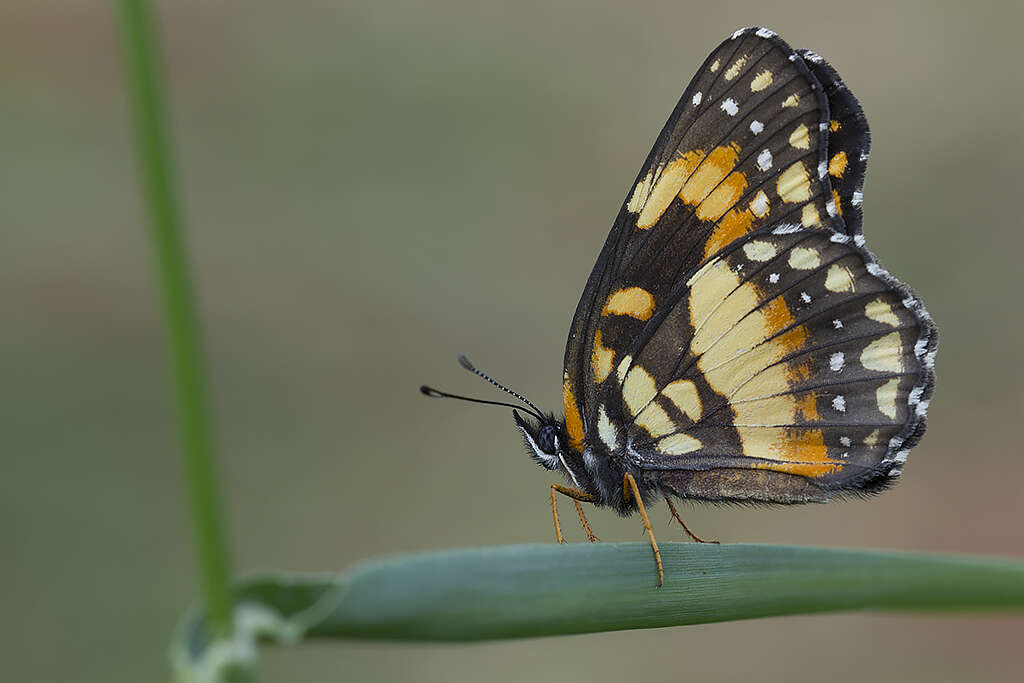 Image of Bordered Patch