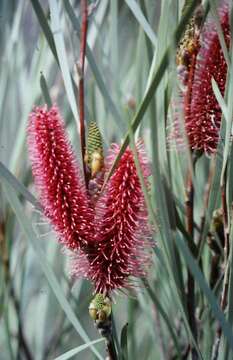 Image of Hakea francisiana F. Müll.