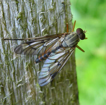 Image of Rhagio scolopaceus (Linnaeus 1758)