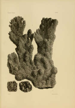 Image of Staghorn corals