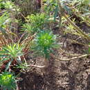 Image of Euphorbia Characia