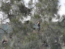 Image de Anhinga d'Australie