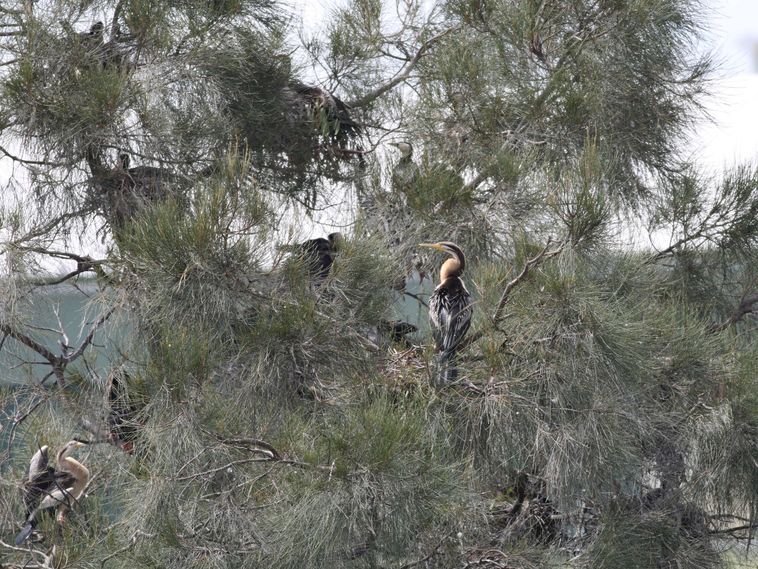 Image of anhingas and darters