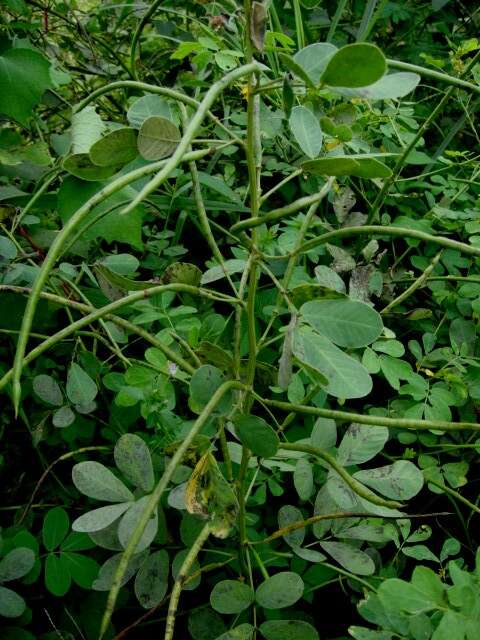 Image of Chinese senna