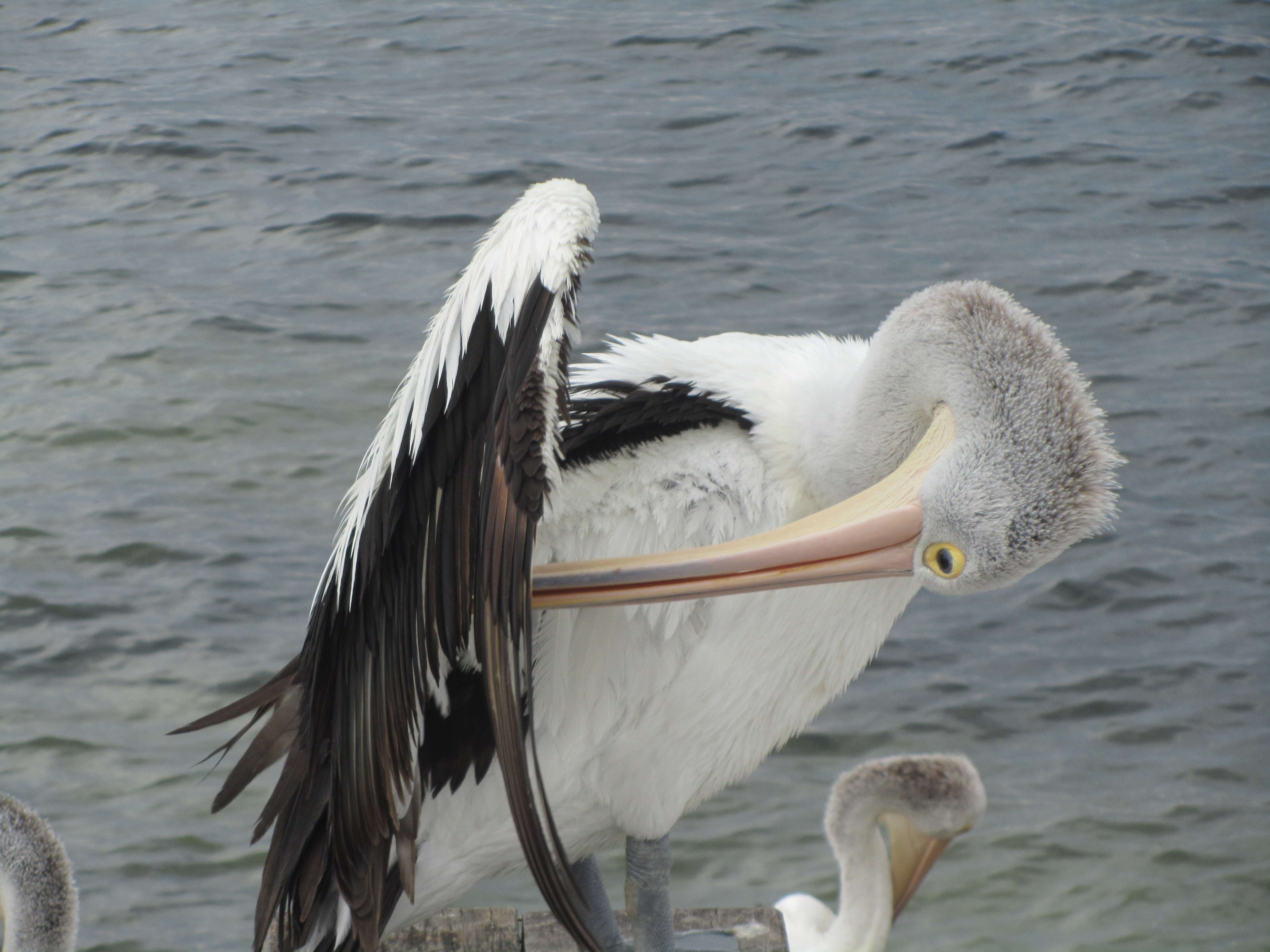 Image of pelicans