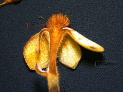 Image of Pleurothyrium