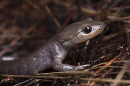 Image of mole salamanders