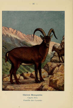 Plancia ëd Capra ibex Linnaeus 1758