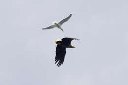 Image of White-tailed Eagle