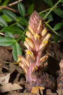 Image of ivy broomrape