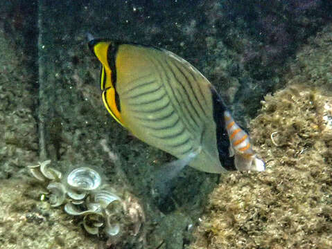 Image of Butterfly fish