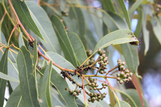 صورة Corymbia leichhardtii (F. M. Bailey) K. D. Hill & L. A. S. Johnson