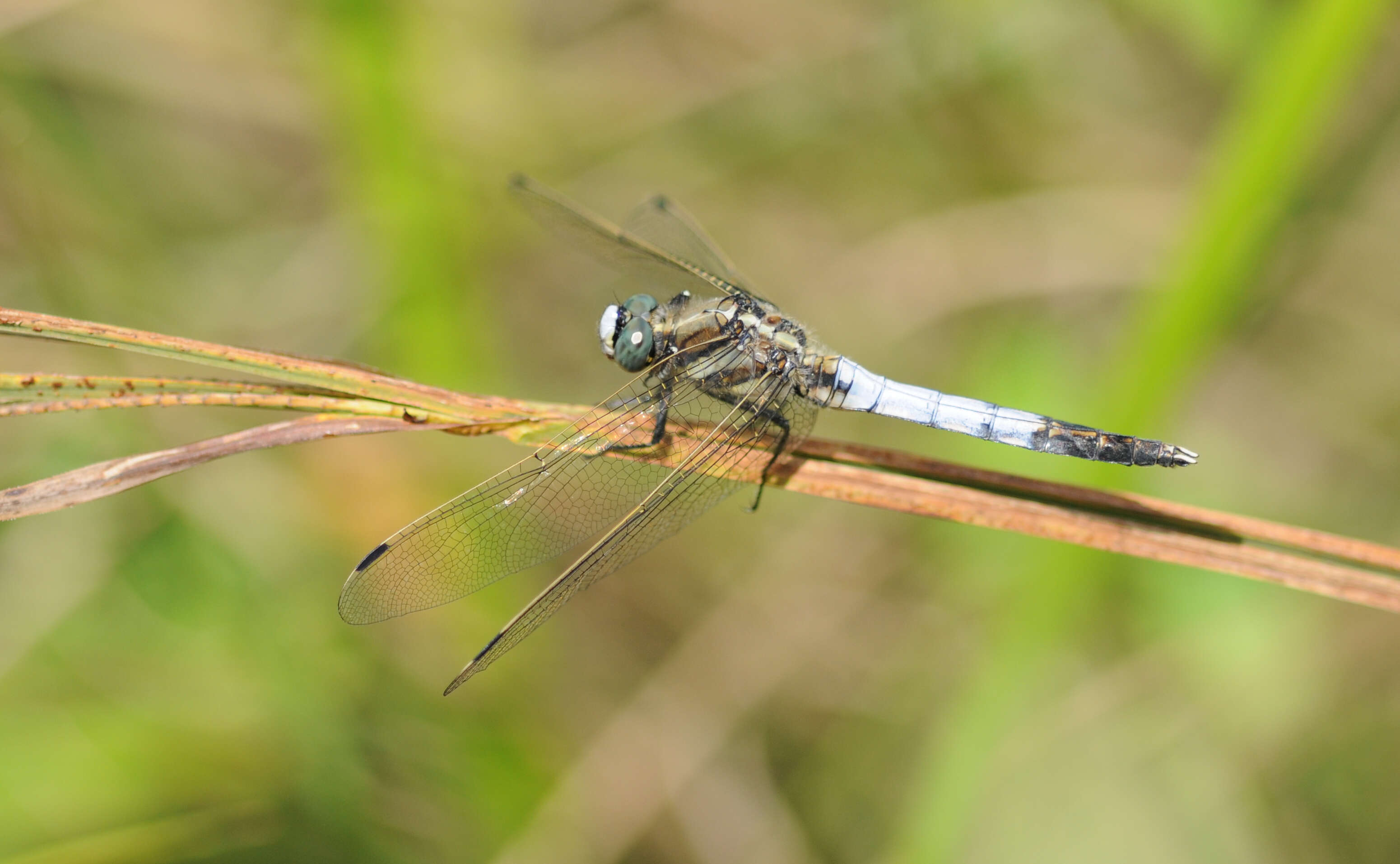 Image of Skimmers (Dragonflies)