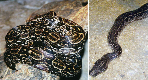 Boa constrictor occidentalis Philippi 1873 resmi