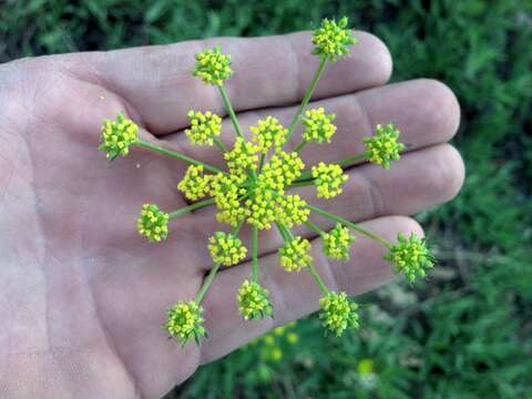 Image of springparsley