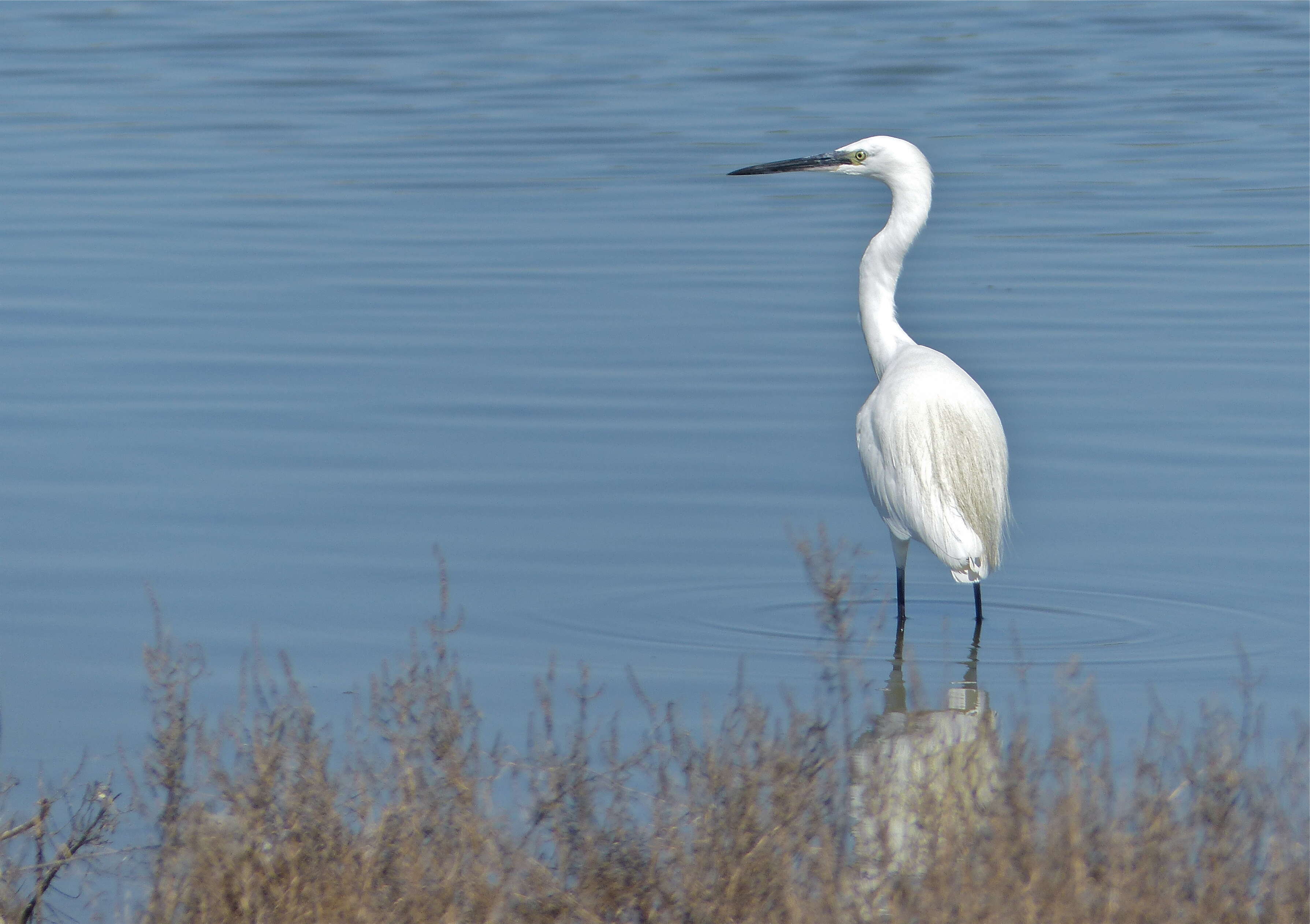 Image of Egretta Forster & T 1817