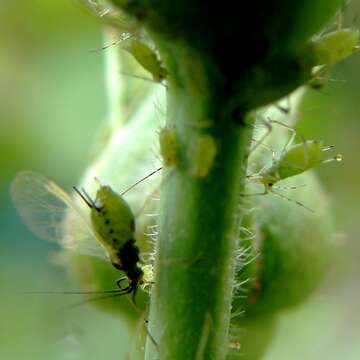 Image of Macrosiphum (Macrosiphum) rosae rosae (Linnaeus 1758)