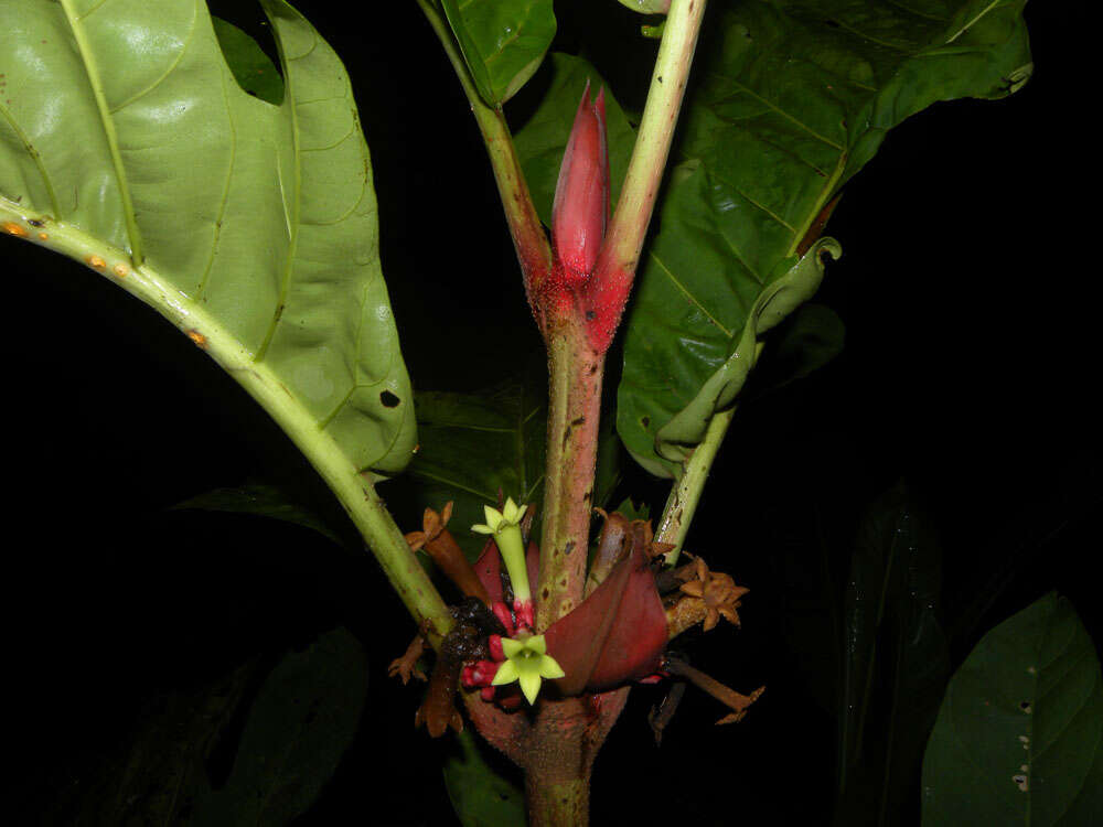 Image of Pentagonia macrophylla Benth.