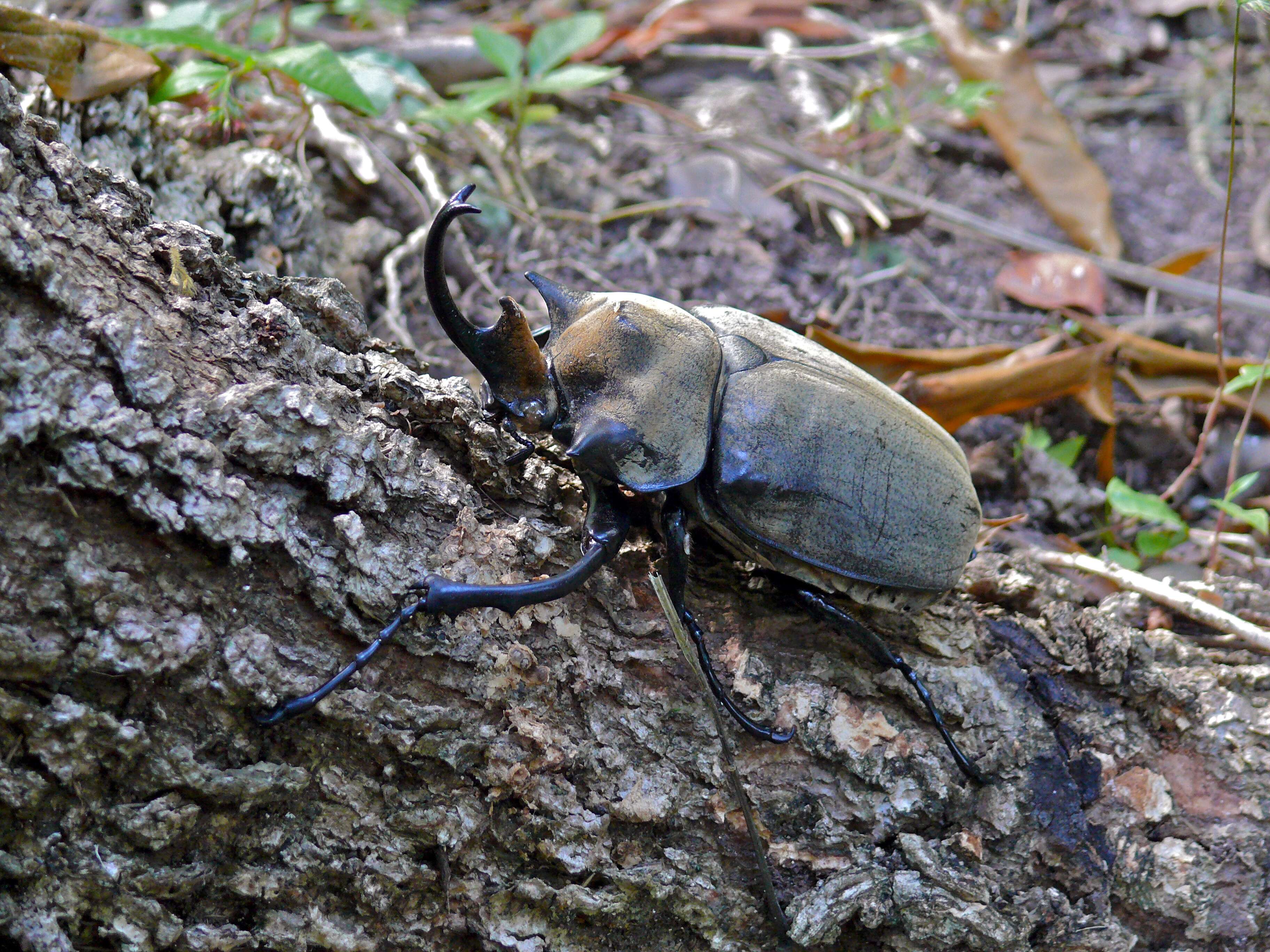 Image of Elephant Beetles