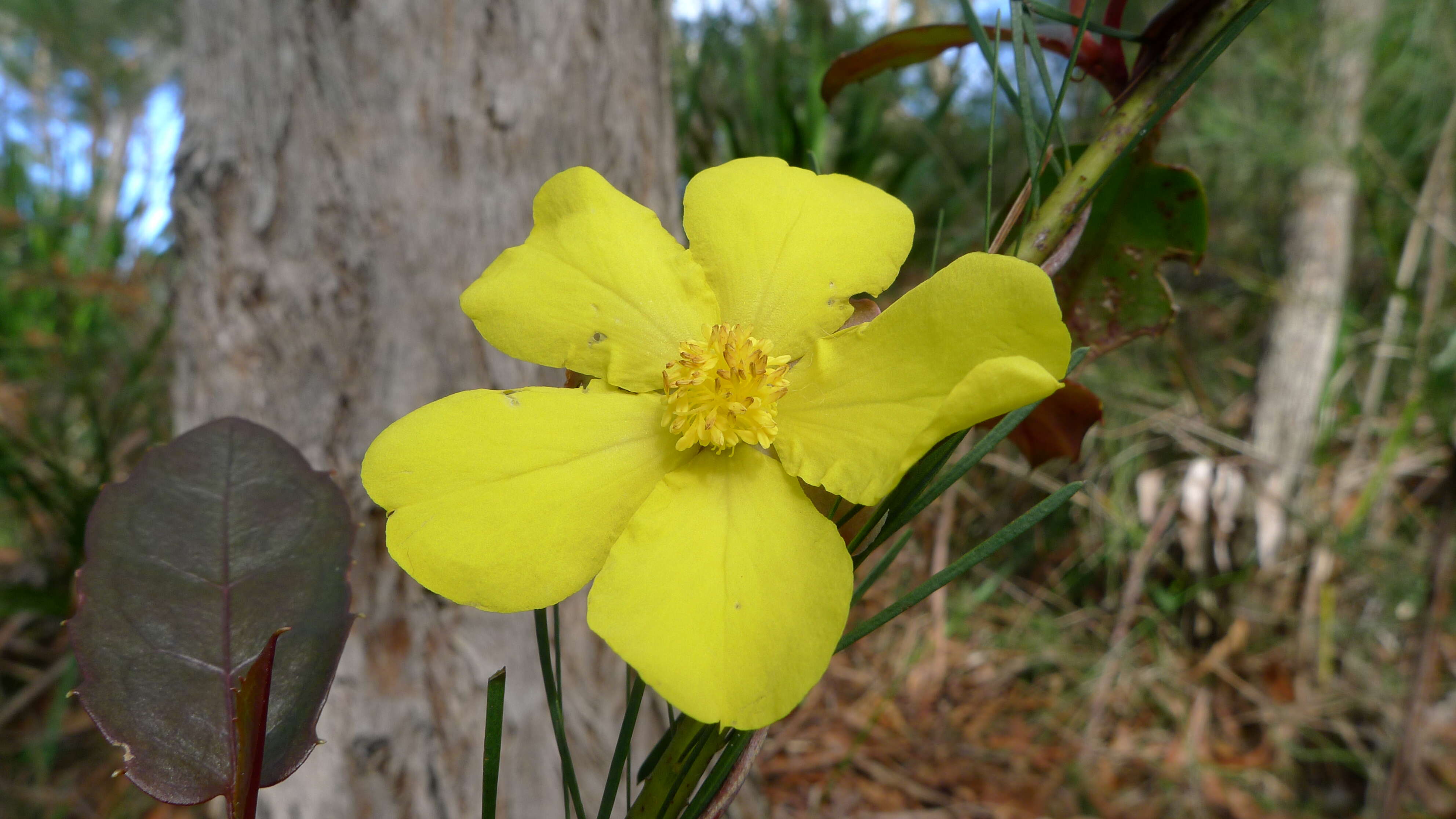Image of Hibbertia scandens (Willd.) Gilg