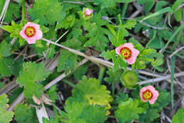 Image of bristlemallow