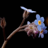 Image of forget-me-not