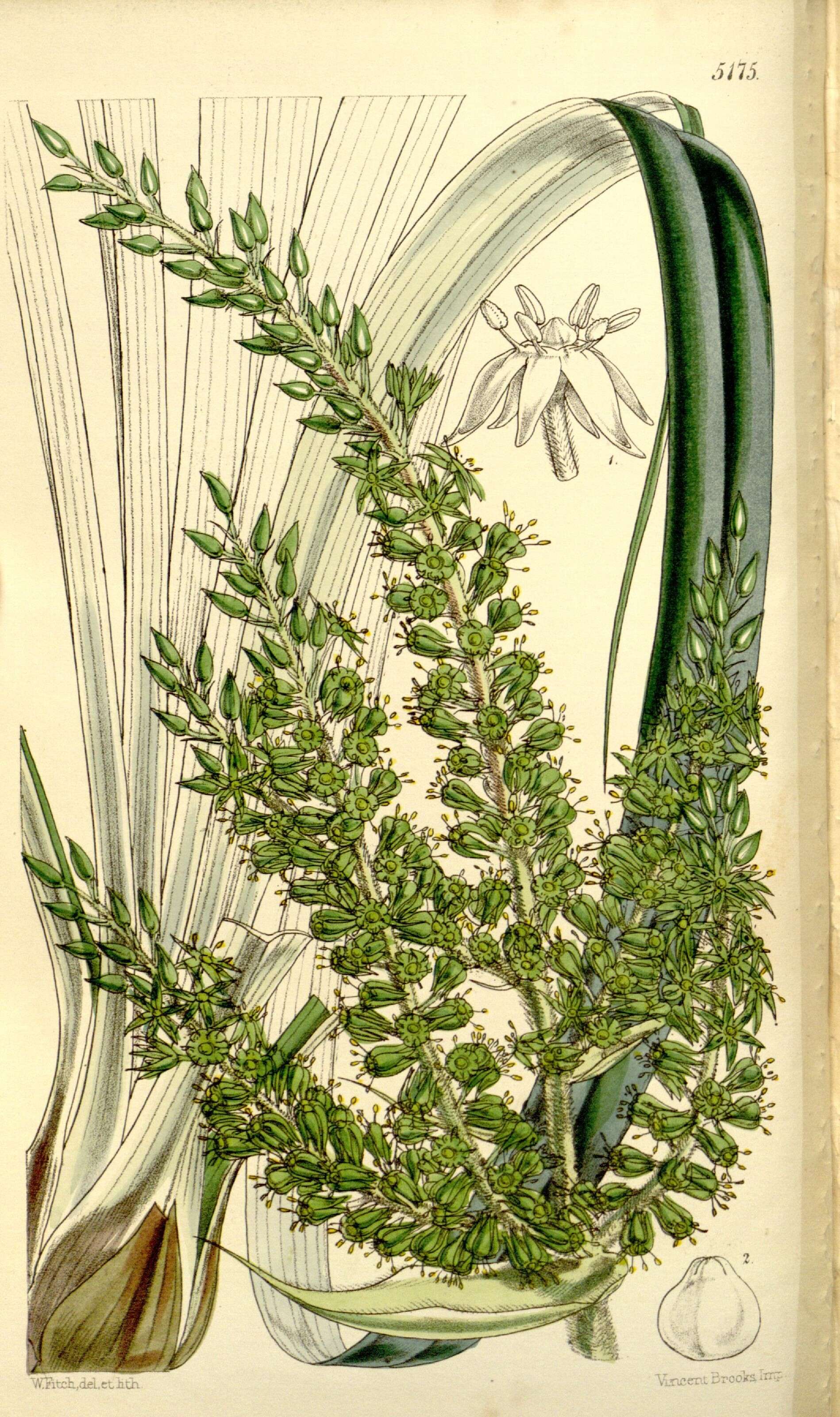 Sivun Asteliaceae kuva