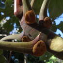 Image de Cecropia glaziovii Snethlage