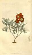 Imagem de Combretum coccineum (Sonn.) Lam.