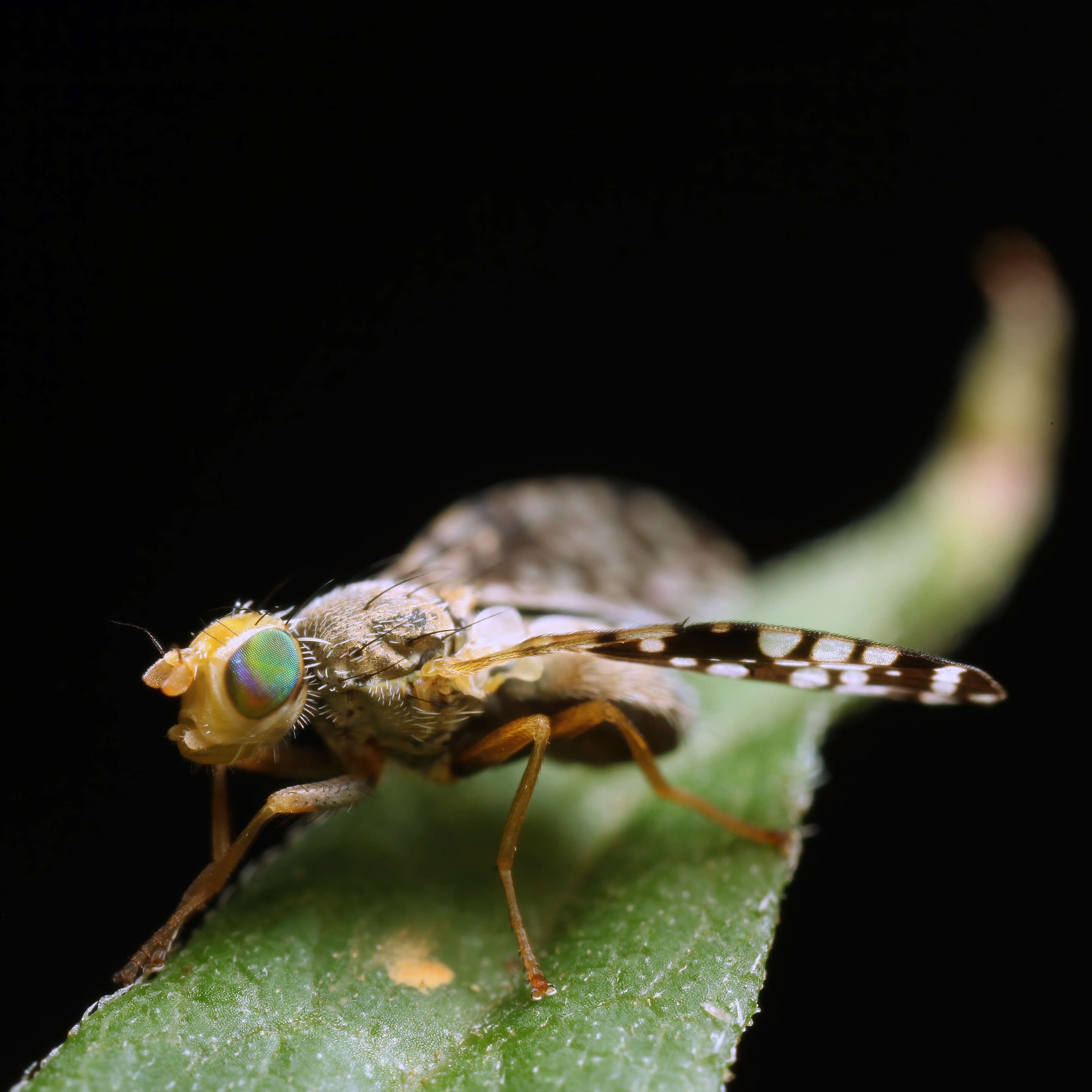 Image of fruit flies