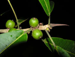 Imagem de Ficus paraensis (Miq) Miq.