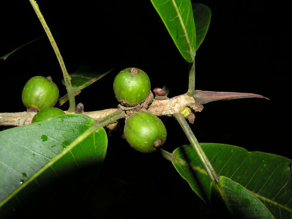 Image of Ficus paraensis (Miq) Miq.