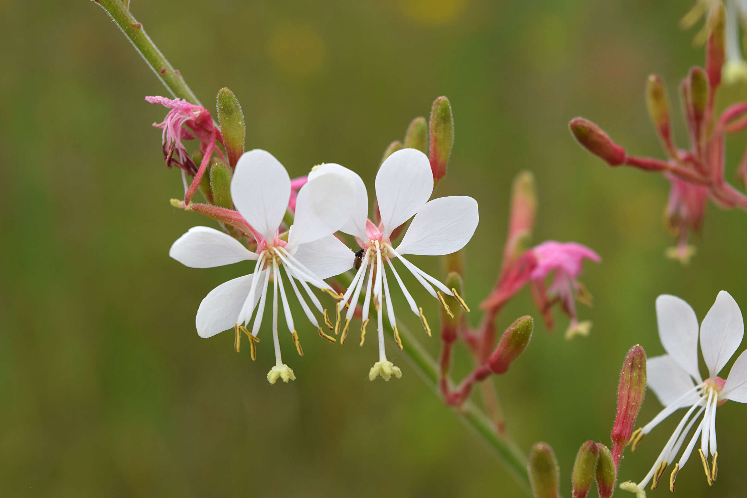 Imagem de Oenothera gaura W. L. Wagner & Hoch