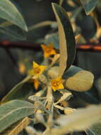 Image of Russian olive