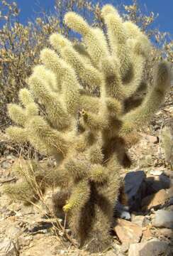 Image of teddybear cholla