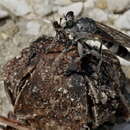 Image of Three-banded Robber Fly