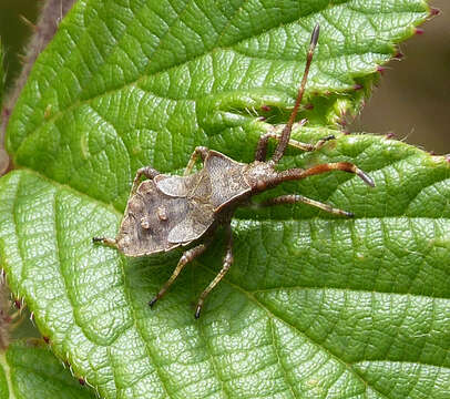 Image of Coreus