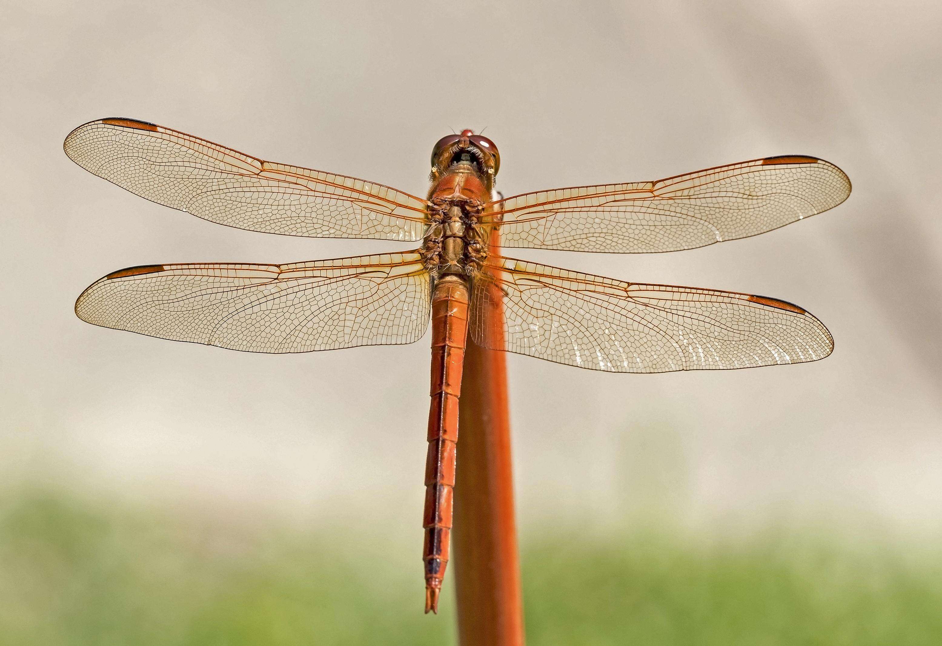 Image of Libellula Linnaeus 1758