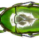 Image of Tmesorrhina alpestris bafutensis Darge 1988