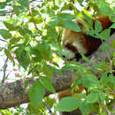 Image of Ailurus fulgens stayani