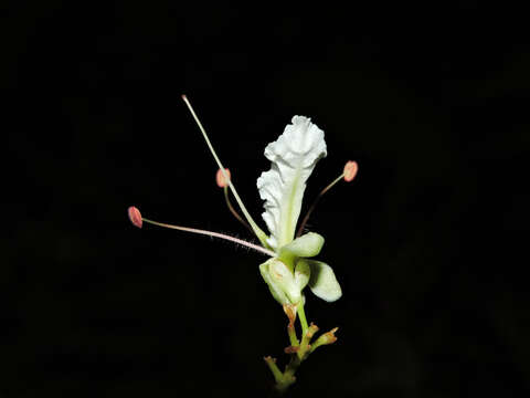 Plancia ëd Macrolobium costaricense W. C. Burger