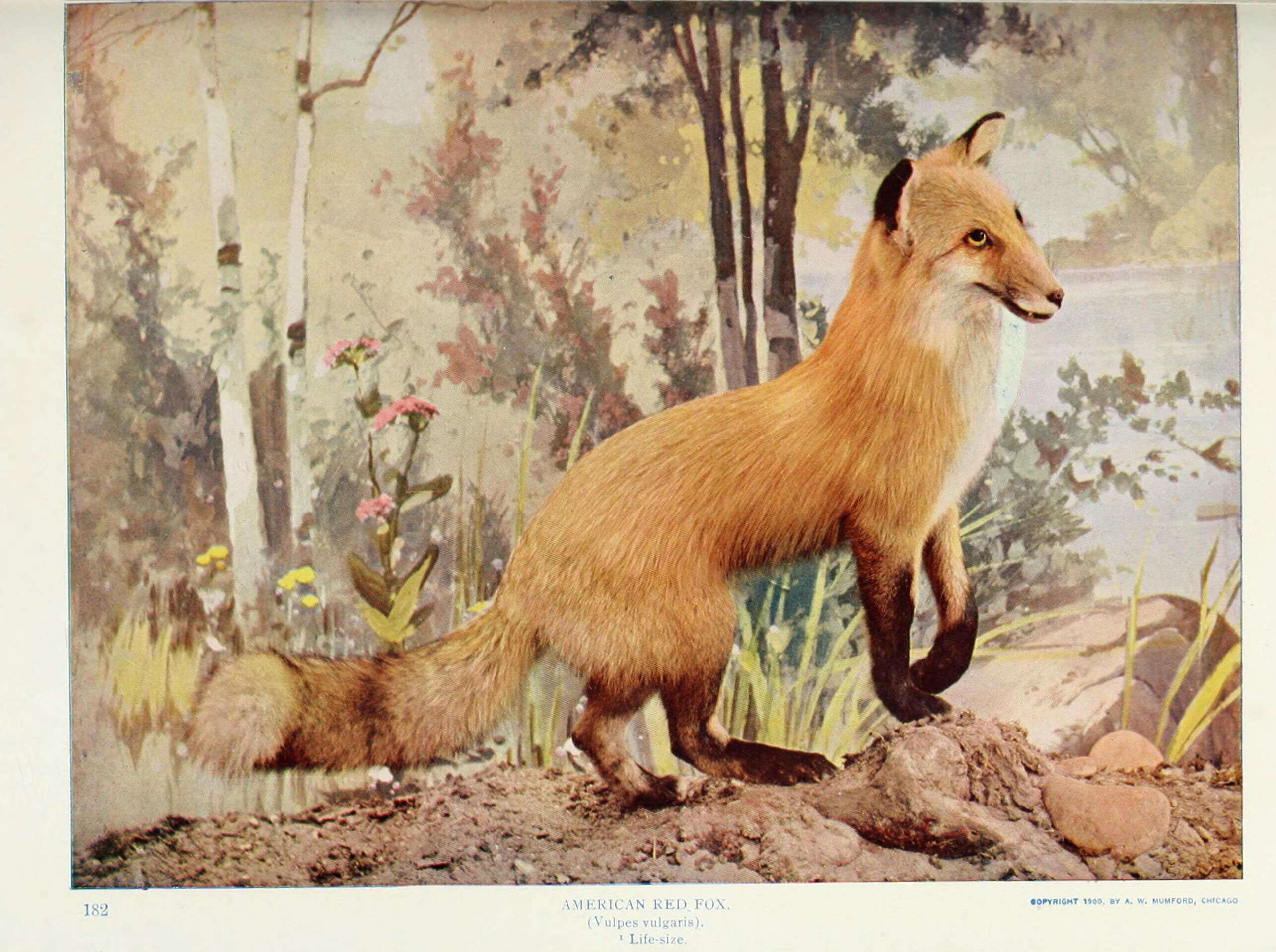 Image of fox, red fox