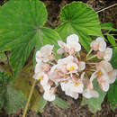 Image of Begonia involucrata Liebm.