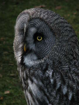 Image of Great Gray Owl