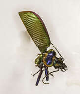 Imagem de Calosoma (Calosoma) scrutator (Fabricius 1775)